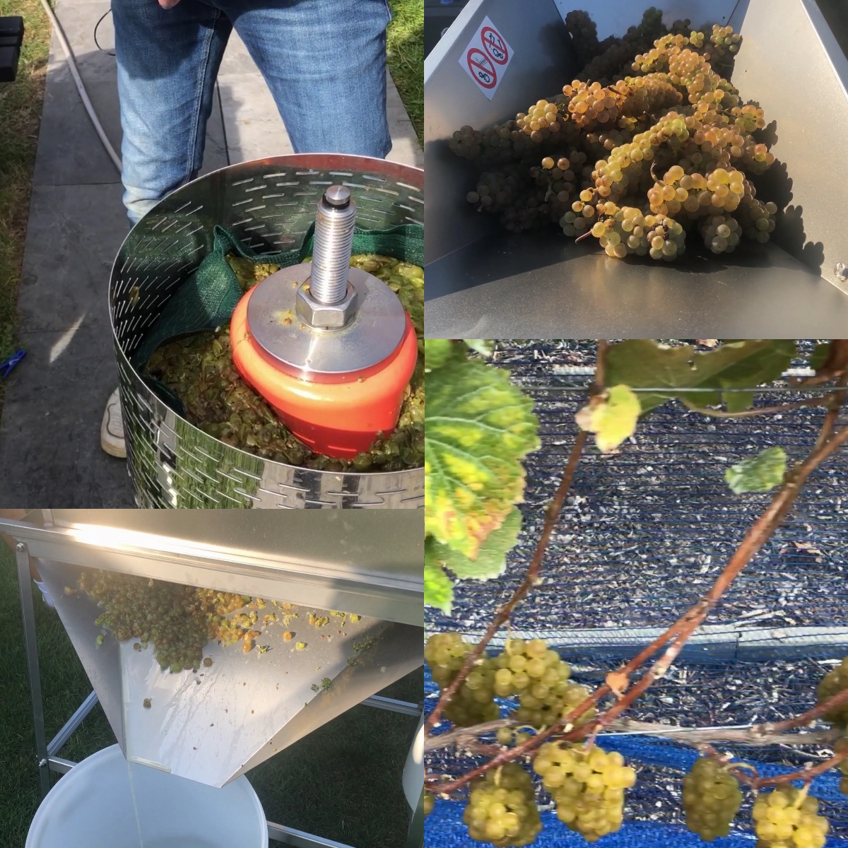 orkest Gepland Nest Zelf witte wijn maken van druiven - Het proces uitgelegd in 12 stappen -  Wijnbouwweetjes