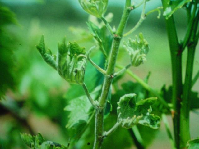 Echte meeldauw - Gekruld blad bij jonge planten kán een eerste symptoom zijn